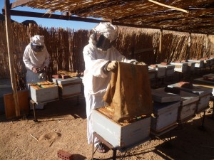Beekeeping 3   